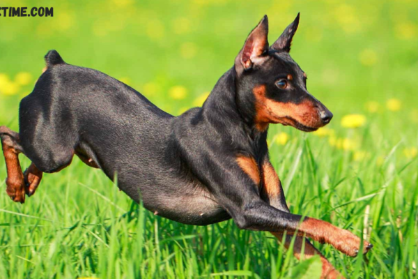 The Mighty Min Pin A Complete Guide to the Miniature Pinscher min pin